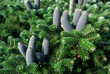 Abies koreana