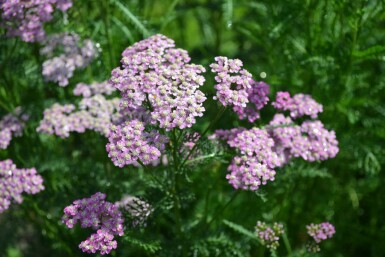 Achillea millefolium 'Cerise Queen'