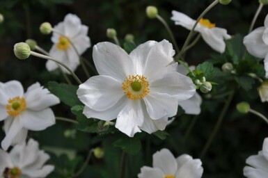 Anemone hybrida 'Honorine Jobert'