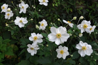 Anemone hybrida 'Honorine Jobert'