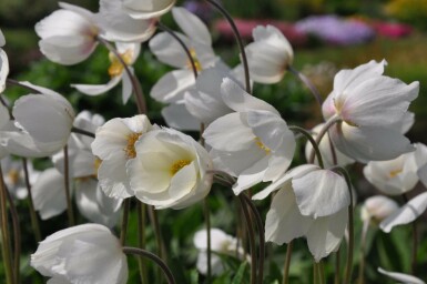 Anemone sylvestris