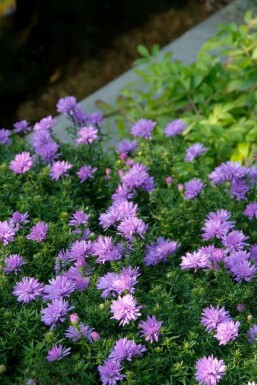 Aster dumosus 'Lady in Blue'