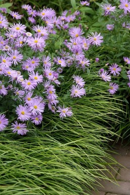 Aster de frikart Aster × frikartii 'Mönch' 5-10 Pot 9x9 cm (P9)