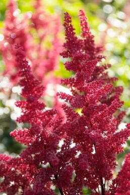 Astilbe × arendsii 'Fanal'