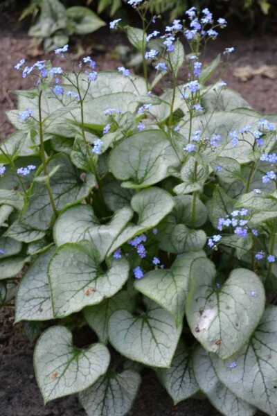 Brunnera macrophylla 'Jack Frost'