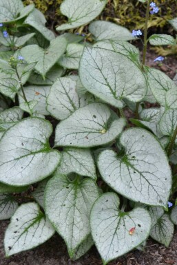 Brunnera macrophylla 'Jack Frost'