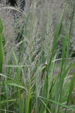 Calamagrostide roseau Calamagrostis brachytricha 5-10 Pot 9x9 cm (P9)