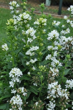 Campanula glomerata 'Alba'