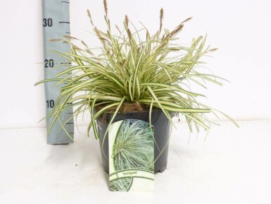 Carex oshimensis 'Evergold'