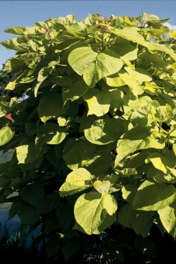 Catalpa fausse bignone Catalpa bignonioides 'Aurea' Arbuste 30-40 Pot 2 l (C2)