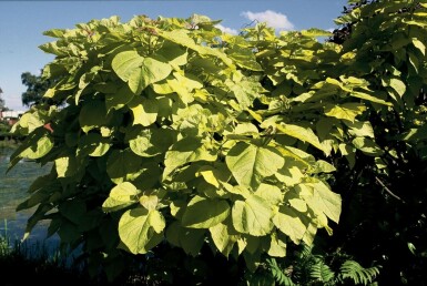 Catalpa fausse bignone Catalpa bignonioides 'Aurea' Arbuste 30-40 Pot 2 l (C2)