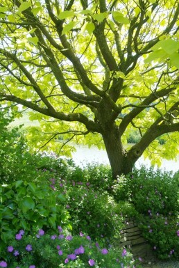 Catalpa fausse bignone Catalpa bignonioides 'Aurea' Arbuste 30-40 Pot 2 l (C2)