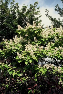 Catalpa fausse bignone Catalpa bignonioides 'Aurea' Arbuste 30-40 Pot 2 l (C2)