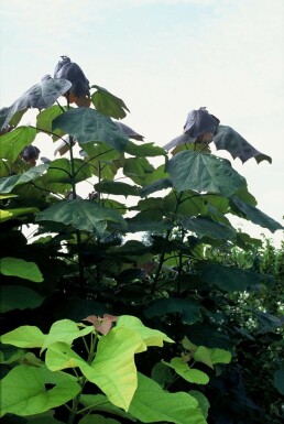 Catalpa rougissant Catalpa × erubescens 'Purpurea' Arbuste 20-30 Pot 5 l (C5)