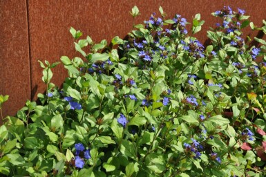 Ceratostigma plumbaginoides