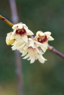 Chimonanthus praecox