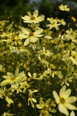 Coreopsis verticillata 'Moonbeam'