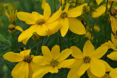 Coreopsis verticillata 'Zagreb'