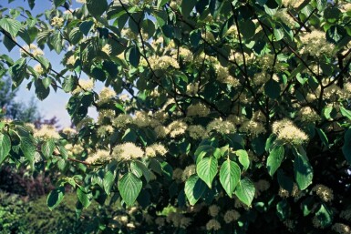 Cornus controversa