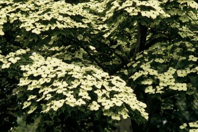 Cornus kousa