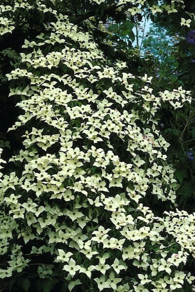 Cornus kousa