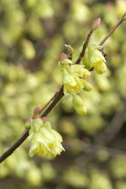 Corylopsis pauciflora