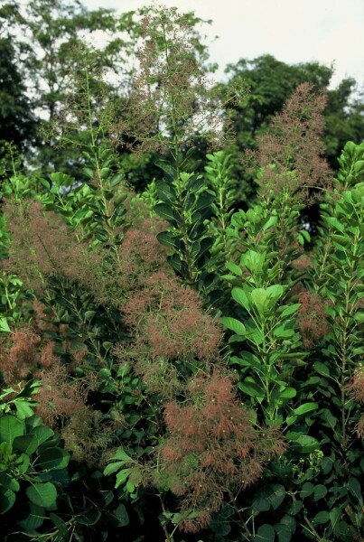 Cotinus coggygria 'Young Lady'