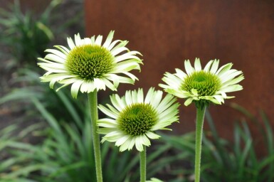 Echinacea purpurea 'Green Jewel'