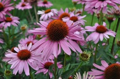 Echinacea purpurea 'Magnus'