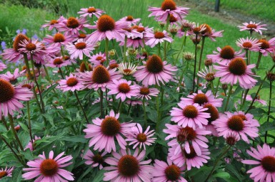 Echinacea purpurea 'Magnus'