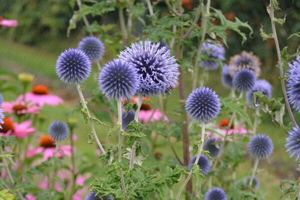 Echinops ritro