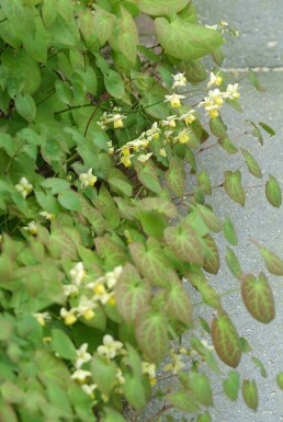 Epimedium × perralchicum 'Frohnleiten'