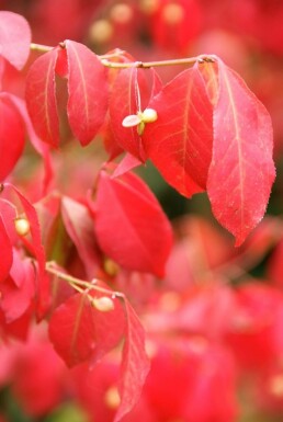 Euonymus alatus