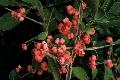 Euonymus phellomanus