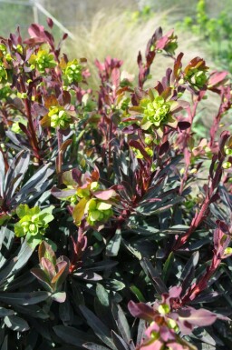 Euphorbia amygdaloides 'Purpurea'