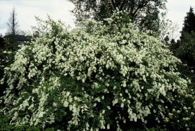 Exochorda × macrantha 'The Bride'