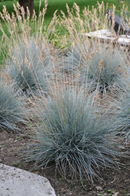 Festuca glauca 'Elijah Blue'