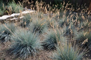 Festuca glauca 'Elijah Blue'