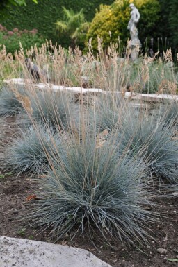 Festuca glauca 'Elijah Blue'