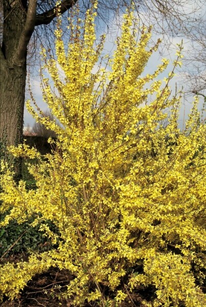 Forsythia × intermedia 'Weekend'