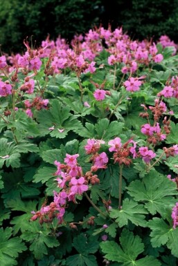 Géranium à grosses racines Geranium macrorrhizum 5-10 Pot 9x9 cm (P9)