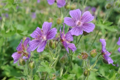 Geranium × magnificum