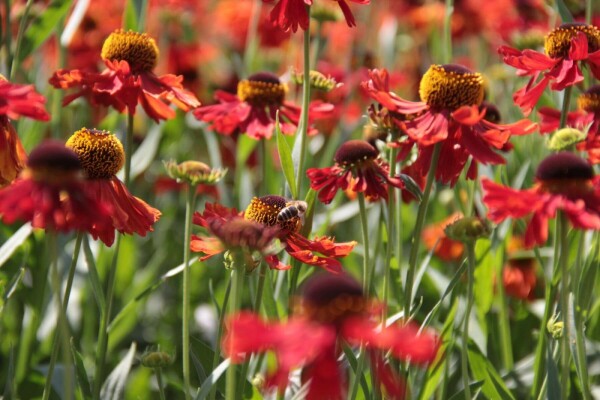 Helenium 'Moerheim Beauty'