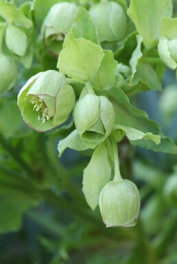 Helleborus foetidus