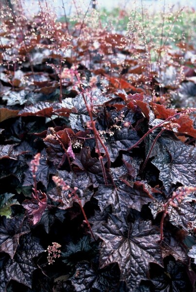 Heuchera micrantha 'Palace Purple'