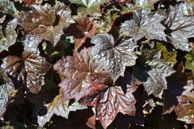 Heuchera micrantha 'Palace Purple'