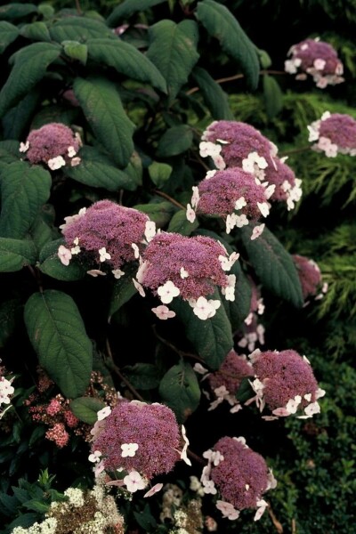 Hydrangea aspera 'Macrophylla'