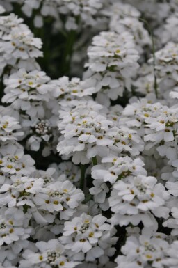 Iberis sempervirens 'Snowflake'