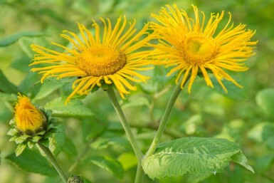 Inula ensifolia