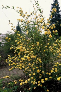 Kerria japonica 'Pleniflora'